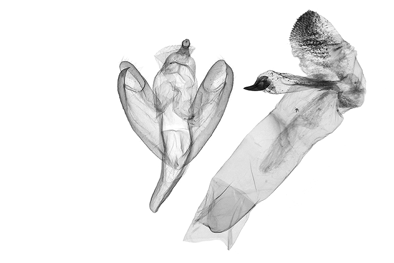 Eilema karenkona Male